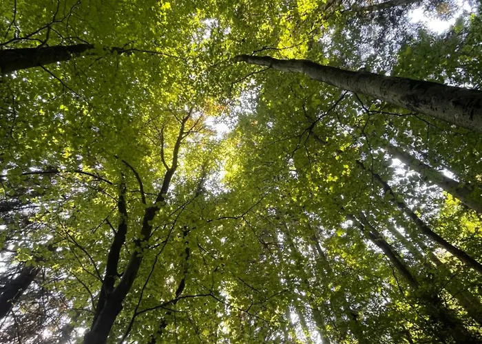 Cozy Tiny House Apartment Kyllburg